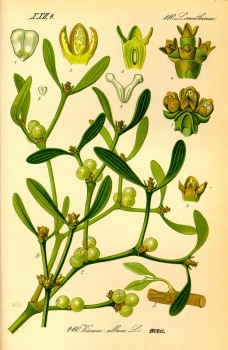 % Mistel Kraut (Apfel) bio